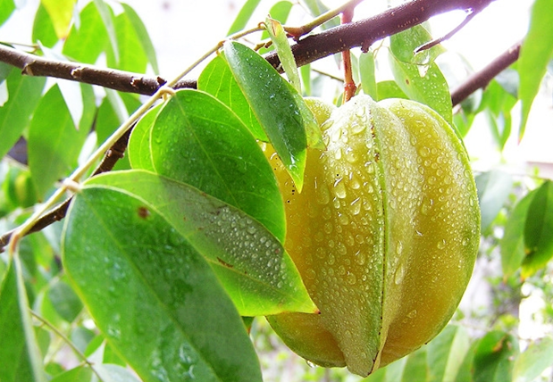 杨桃 杨桃